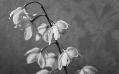 Miscarriage and Missed Miscarriage – how I healed and what I would like every woman to know
